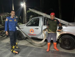 Ular Sanca 3 Meter Tepergok di Kandang Ayam Warga Kulon Progo