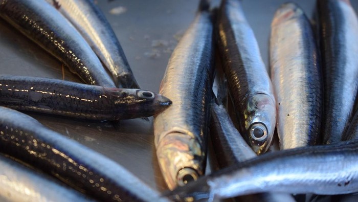 Ikan haring. Selain tinggi omega 3, ikan ini mengandung vitamin E, vitamin B12, vitamin D, selenium, kalsium, dan zat besi./Foto: pixabay.com/andreinanacca