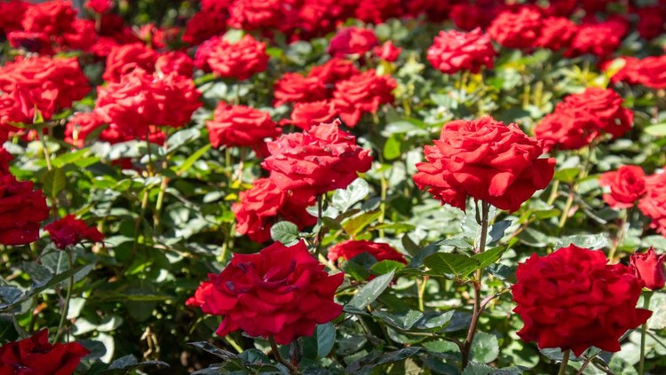 A field of beautiful colorful roses blooming in the garden.