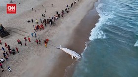 VIDEO: Penampakan Bangkai Paus Bungkuk Terdampar di Pantai Brasil