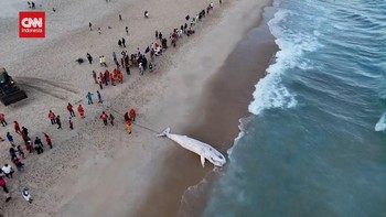 VIDEO: Penampakan Bangkai Paus Bungkuk Terdampar di Pantai Brasil