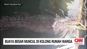 VIDEO: Warga Heboh! Buaya Muncul Buaya Muncul di Kolong Rumah