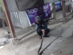 Viral Warga Tangkap Ular Piton 5 Meter di Gunungpati Semarang, Ini Faktanya