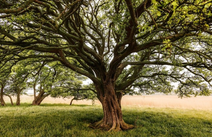 Gambar pohon/Foto: freepik.com/wirestock