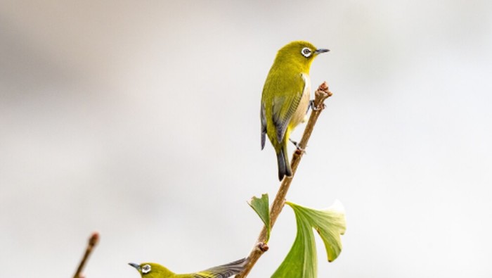 Gambar burung/Foto: freepik.com/wirestock