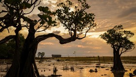 FOTO: Melihat Keindahan 'Pohon Menari' di Pantai Walakiri Sumba Timur