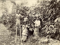 Perjalanan Kopi Kuningan ke Eropa, Berawal dari Tanam Paksa