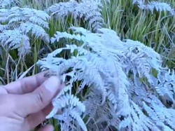 Fenomena Embun Es Kembali Selimuti Gunung Bromo