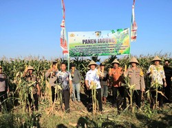 Irwil III Itwasum Polri Panen Jagung di Takalar, Dukung Ketahanan Pangan 2025