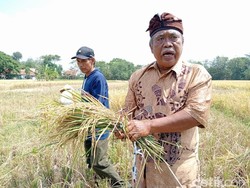 Cerita Petani Cirebon Raup Hasil Melimpah Berkat Metode Semi Organik
