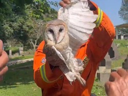 Saat Damkar Cianjur Evakuasi Burung Hantu Bernasib Tak Mujur