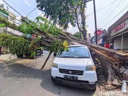 Penyok! Mobil Tertimpa Pohon Angsana di Ngesrep Semarang
