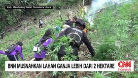 VIDEO: BNN Musnahkan Lahan Ganja Lebih dari 2 Hektare