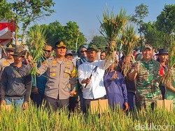 Strategi Pemkab Bandung Tingkatkan Produksi Padi