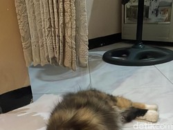 8 Tanda Kucing Sedang Kesakitan dan Perkiraan Penyebabnya