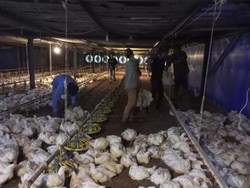 Peternak di Banten Protes Ada Perusahaan Jual Ayam di Bawah Aturan Kementan