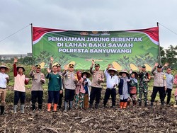 Polresta Banyuwangi Tanam Jagung Bersama Petani di Lahan 5 Hektare