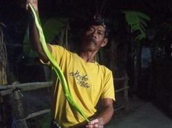Ular Hijau Ekor Merah Melintang di Jalan Baran Klaten, Relawan: Berbisa Tinggi!