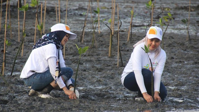BNI tunjukkan komitmennya di Hari Mangrove Sedunia, tanam mangrove 60 hektare sejak 2024, dukung pelestarian lingkungan dan ekonomi lokal.