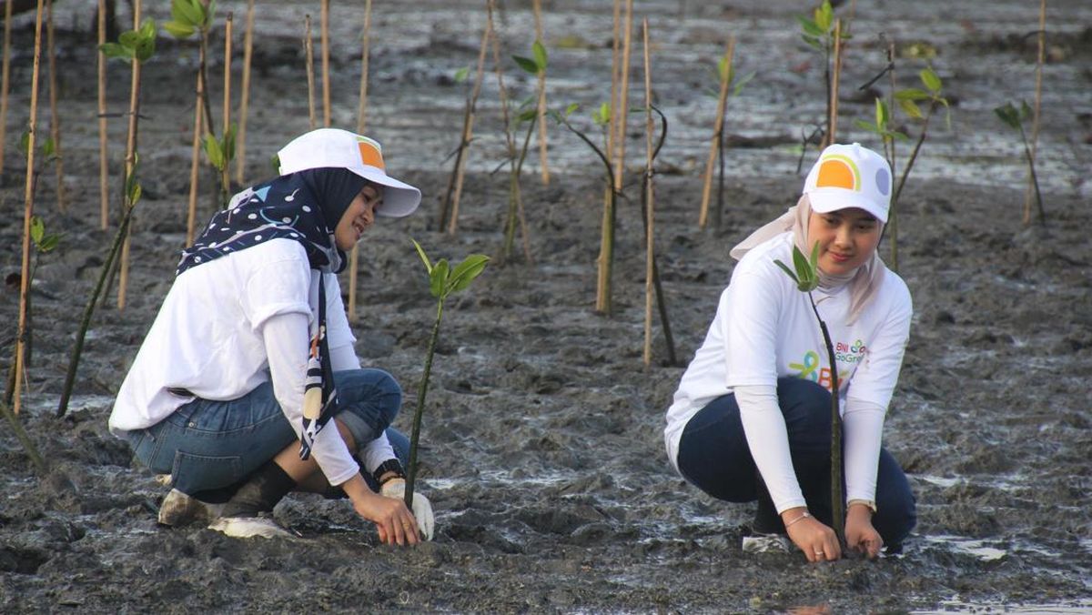 BNI Bangun Masa Depan via Mangrove, Sokong Ekosistem dan Ekonomi Pesisir