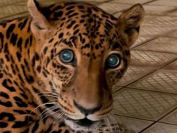 Viral Jaguar di TM Ragunan dalam Kondisi Kurus, Pengelola Beri Penjelasan