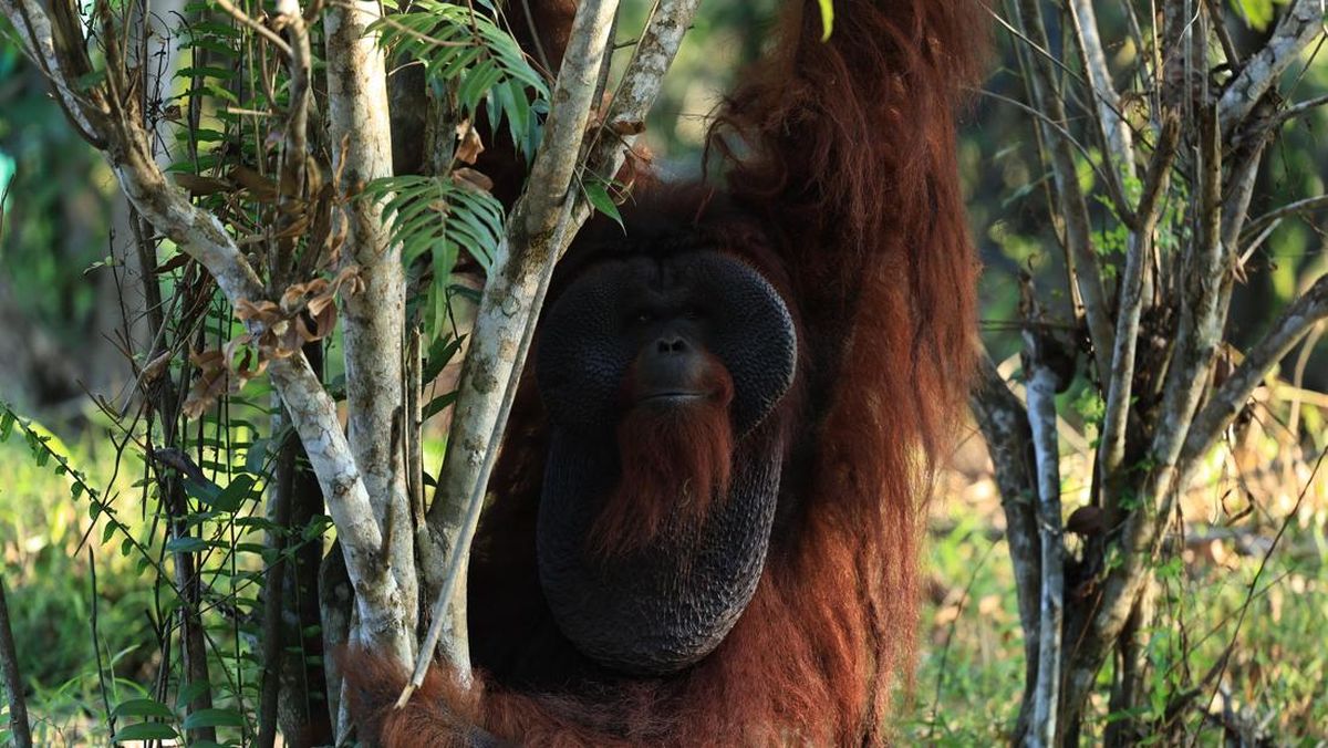 Pertamina Group Garap Konservasi Orang Utan di Kalimantan Timur