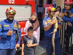 Biawak Jatuh dari Atap Rumah Warga di Bogor, Damkar Turun Tangan