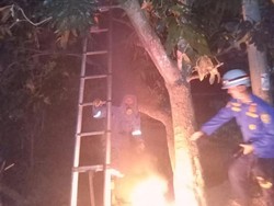 Damkar PALI Panjat Pohon Mangga Malam Hari demi Evakuasi Tawon Vespa