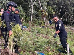 2 Hektare Ladang Ganja Dimusnahkan di Madina, Tinggi 2 Meter