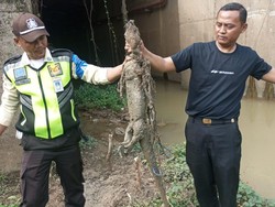 Respons KCIC Usai Whoosh Tabrak 10 Biawak