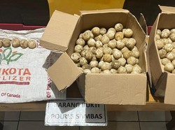 2 Pencuri Ratusan Telur Penyu di Konservasi Alam Paloh Sambas Ditangkap