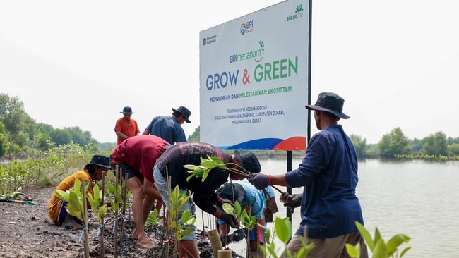 BRI Peduli merayakan Hari Mangrove Sedunia dengan menanam 10.000 pohon Mangrove di Muara Gembong mendukung keberlanjutan lingkungan dan pemberdayaan masyarakat.