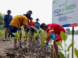 Peringati Hari Mangrove Sedunia, BRI Tanam 10.000 Mangrove di Bekasi