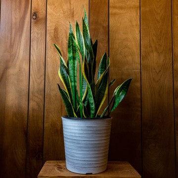 5 Manfaat Letakkan Tanaman Lidah Mertua dalam Rumah, Termasuk Bantu Bersihkan Udara!