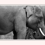 Gajah Hanya Ingin Pulang, Tapi Rumah Habis Ditebang