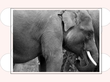 Gajah Hanya Ingin Pulang, Tapi Rumah Habis Ditebang
