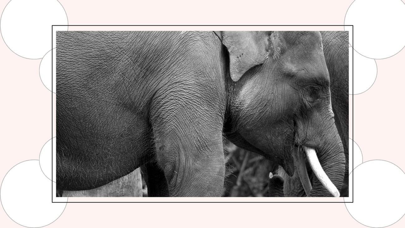 Gajah Hanya Ingin Pulang, Tapi Rumah Habis Ditebang