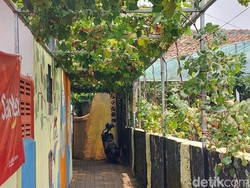 Menengok Rimbun Pohon Anggur di Tengah Padat Permukiman Warga Cimahi