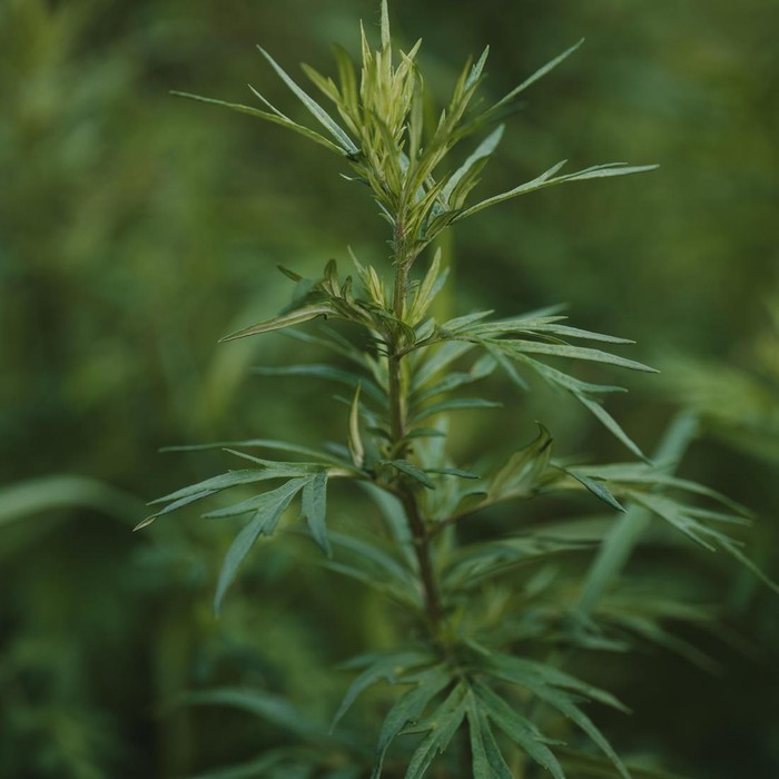 Mugwort