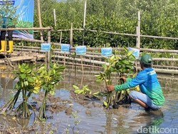 Nelayan Semarang Bikin Destinasi Wisata dari Mangrove Bantuan Pertamina