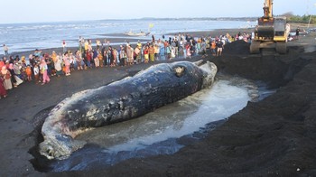 FOTO: Saat Bangkai Paus Terdampar Dikubur di Pantai Situbondo