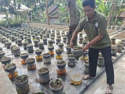 Cerita Petani Difabel di Boyolali Kelola Peternakan-Pertanian Terintegrasi
