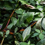 Perlu Disiapkan di Rumah, Ini 8 Tanaman untuk Bantu Mengusir Ular