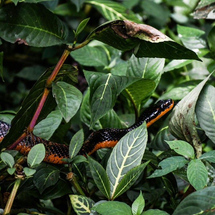 Tanda terakhir yang sangat signifikan mengenai keberadaan ular bersembunyi di rumahmu yaitu dengan melihatnya secara langsung.