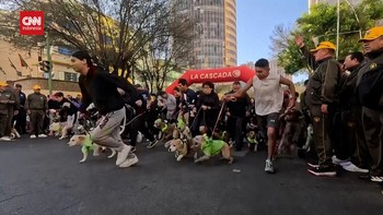 VIDEO: Momen Ratusan Anjing dan Pemiliknya Balap Lari di Bolivia