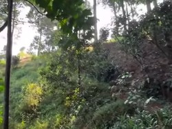 Viral Turis Pilih Rute Terjal Bukit Paniisan Bogor untuk Hindari Pungli