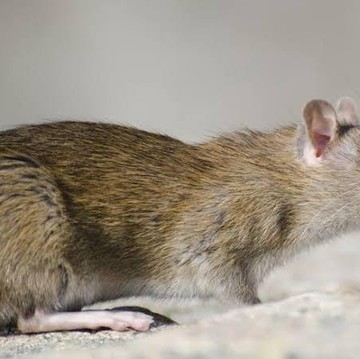 5 Bau yang Tidak Disukai Tikus, Bisa Jadi Pengusir Alami!