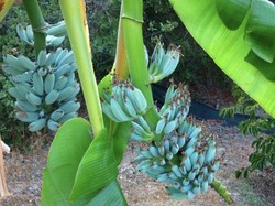 Blue Java Banana, Pisang Langka Berwarna Biru dengan Tekstur Mirip Es Krim