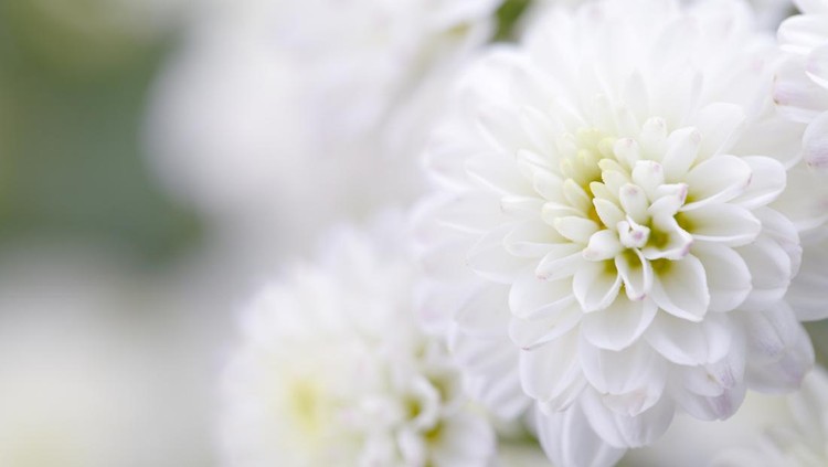 Bunga krisan putih Chrysanthemum Macro shooting.
