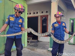Hii! Piton 3 Meter Ngumpet di Atap Rumah Pak RW Kenaiban Klaten
